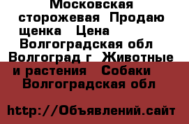  Московская сторожевая  Продаю щенка › Цена ­ 15 000 - Волгоградская обл., Волгоград г. Животные и растения » Собаки   . Волгоградская обл.